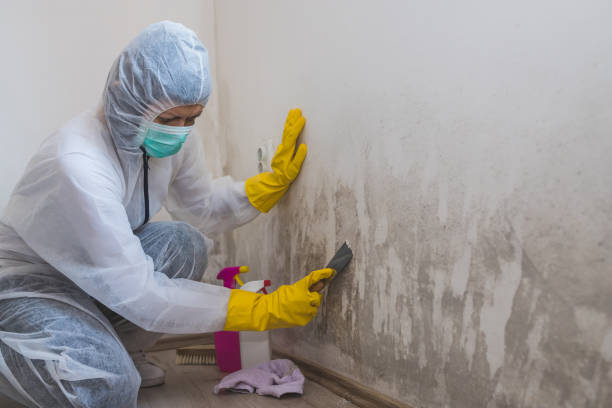 Why You Should Choose Our Mold Remediation Services in Maypearl, TX